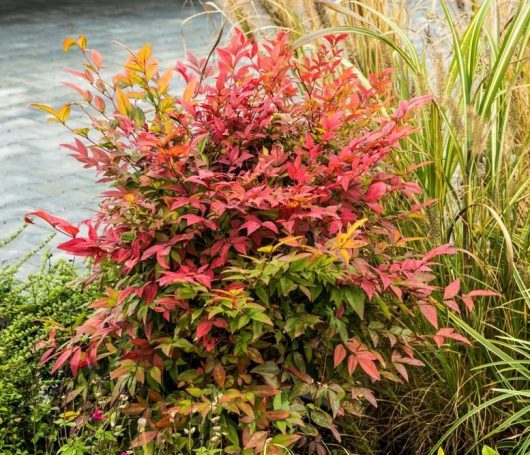 dwarf sacred bamboo nandina domestica magical daybreak