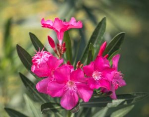 Pink oleander flowers with dark green leaves in the background.