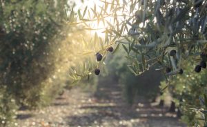 BLACK FRUITING OLIVE TREE LARGE KOLOSSUS KALAMATA OLIVE OLEA