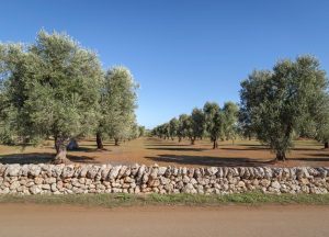 A field with evenly spaced olive trees and a stone wall in the foreground under a clear blue sky.