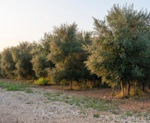 A row of olive trees adjacent to a gravel path under a clear sky.