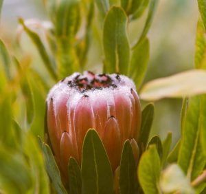 Close-up of a pink protea bud surrounded by green leaves with dew drops on its petals.