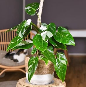 A Philodendron white Princess' plant in a woven basket pot, on a wooden stool, with a partial view of a sleeping cat in the background near other tropical plants.
