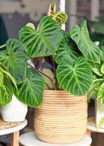 A Philodendron 'Ecuador' 5" Pot with large, dark green, heart-shaped leaves sits in a 5" pot with a textured, woven design on a white table. Other plants and greenery are visible in the blurred background, reminiscent of lush Ecuadorian landscapes.