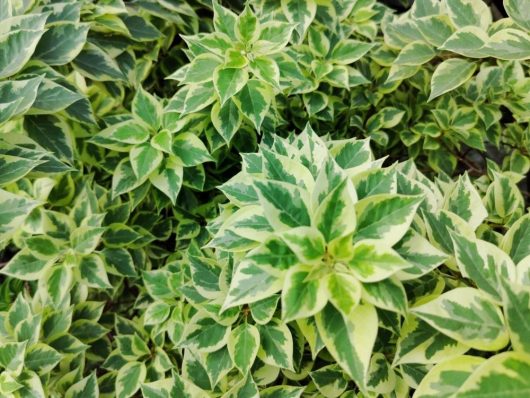 Pisonia Brunoniana variegated indoor tropical plant