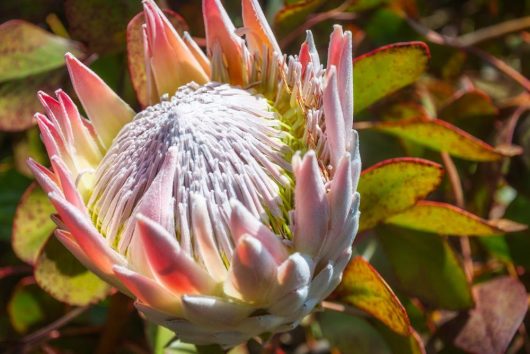 protea pink crown australian native beautiful pink thick flowers