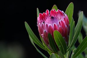 australian native beautiful hot pink red protea flower