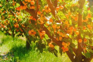 Sunlight filtering through branches of a Prunus 'Moorpark' Apricot tree with ripe apricots hanging from the trees.