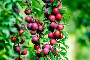 Close-up of ripe plums hanging in clusters from branches with green leaves in a garden.