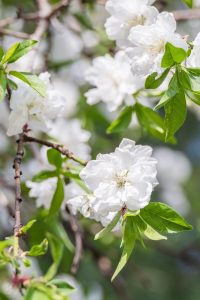 Close-up of a branch with Prunus 'White double flowering Peach' (Field Dug Large) blossoms in full bloom, surrounded by lush green leaves.