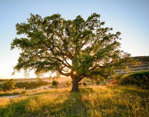 A large Cork Oak tree stands in the center of a grassy field during sunset, with the sun's rays filtering through its branches. Hills and more trees are visible in the background, lending a tranquil beauty to this Quercus suber 'Cork Oak' 8" Pot scene.