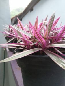 TRADESCANTIA RHOES PINKY VARIEGATED GREEN CREAM AND PINK LEAVES ON A TROPICAL STRAPPY PLANT