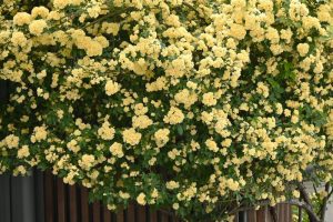 A dense cluster of yellow flowers in full bloom covers a large shrub, with green leaves interspersed among the blossoms. A wooden structure is partially visible behind the foliage.