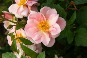 Close-up of a blooming pink Rose 'Westerland' Climber (Copy) with yellow stamens, surrounded by green foliage.