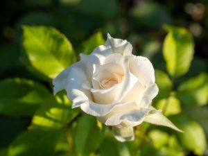 A white rose in full bloom, reminiscent of the elegance of a Rose 'Full SA' Bush Form, with green leaves in the background, captured in bright daylight.