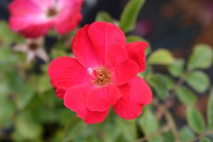 Close-up of a vibrant red Rose 'Knockout®' Bush Form, with green leaves in the background. The petals are wide open, revealing the stamen at the center.