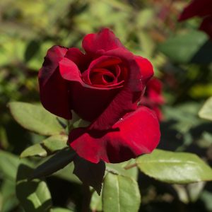 A close-up of a single red rose 'Atomic Blonde' Bush Form (Copy) in full bloom, standing out vividly against the green leaves of the bush in the background.