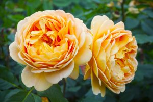 Two fully bloomed yellow Rose 'Unconventional Lady' Bush Form (Copy) with delicate, layered petals are shown side by side in bush form, surrounded by green leaves.