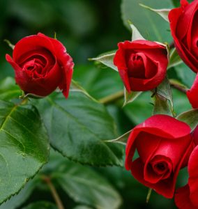 Three red rose buds, known as Rose 'Veterans Honour®' Bush Form (Copy), bloom elegantly amidst green leaves on a thriving bush form.
