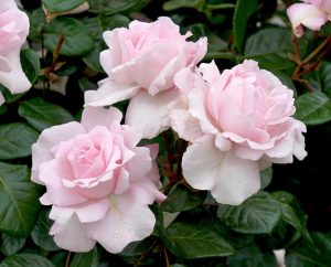 Three pale pink roses in full bloom, known as the Rose 'Father of Peace' Bush Form (Copy), with dewdrops on their petals, surrounded by dark green leaves.
