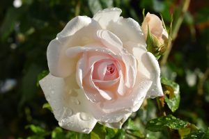 Rose 'Francis Meilland' (Father of Peace) Bush Form