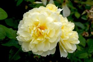 Close-up of pale yellow roses in full bloom against a backdrop of green leaves, possibly from the Rose 'Dame Judi Dench' Bush Form (Copy) variety.