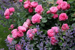 A garden with blooming pink roses and purple lavender, showcasing vibrant colors and lush green foliage, features a Rose 'Sweet Memory' Bush Form (Copy) for an added touch of elegance.