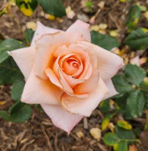 A close-up view of a blooming pale peach Rose 'Vanessa Bell' Bush Form (Copy) with slightly curled petals and some brown edges, surrounded by green leaves.