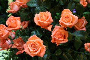 A bouquet of vibrant orange roses with lush green leaves, resembling the elegance of a Rose 'Outback Hero PBR' Bush Form (Copy).