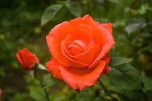 A vibrant Rose 'Summer Song' Bush Form (Copy) rose in full bloom with green leaves and a smaller, partially open bud in the background, showcasing the beauty of this bush form.