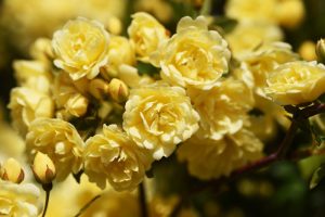 Close-up of a cluster of Rose 'Golden Beauty' Bush Form (Copy) in full bloom, with several buds yet to open. The green leaves and stems are slightly visible in the background.