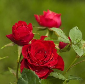 Three Rose 'Veterans Honour®' Bush Form (Copy) red roses with dew drops on their petals and green leaves in the background.