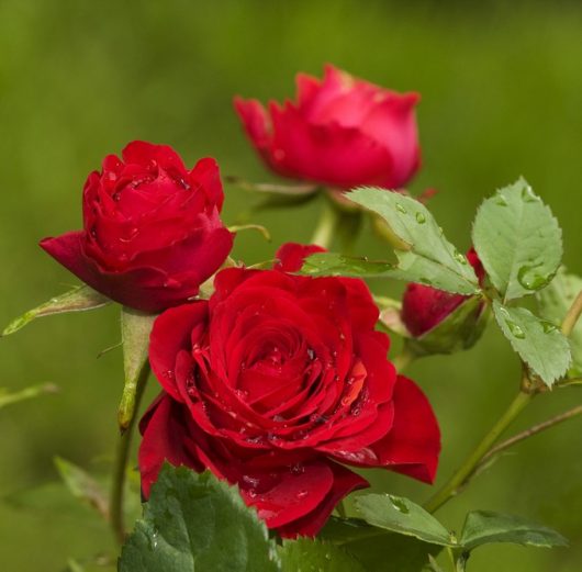 Three Rose 'Veterans Honour®' Bush Form (Copy) red roses with dew drops on their petals and green leaves in the background.