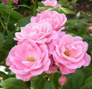 Close-up of a cluster of pink roses, known as Rose 'First Crush' Bush Form (Copy), with lush green leaves in the background.