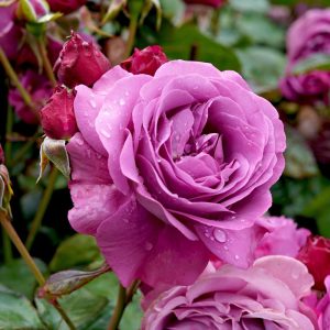 A close-up image of a blooming pink rose with water droplets on its petals, surrounded by green leaves and rosebuds, showcases the elegant Rose 'Unconventional Lady' Bush Form (Copy).