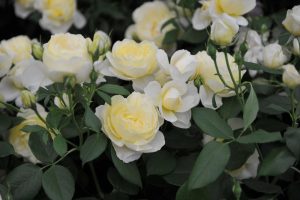 Close-up of several blooming pale yellow Rose 'Imogen' Bush Form (Copy) with green leaves in the background, showcasing their delicate bush form.