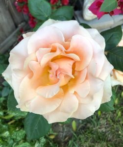 Close-up of a blooming, peach-colored Rose 'Fairytale Magic' Bush Form (Copy) with soft, ruffled petals that seem to hold a touch of fairytale magic, surrounded by green leaves and more flowers in the background.