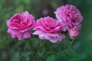 Close-up of four pink roses in various stages of bloom on a Rose 'Unconventional Lady' Bush Form (Copy), set against a blurred green background.