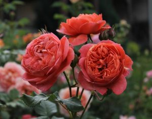 Close-up of three fully bloomed orange roses with detailed petals in a bush form, surrounded by green leaves and blurred foliage in the background, reminiscent of the elegance associated with Rose 'Dame Judi Dench' Bush Form (Copy).