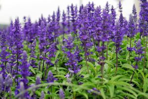 A field of purple lavender flowers in full bloom, with green leaves visible among the blossoms, interspersed with patches of Salvia 'Cathedral™ Deep Blue' 6" Pot growing vibrantly.