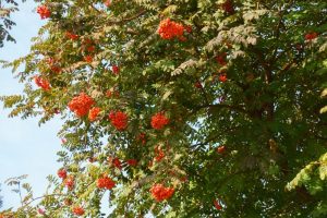 A Sorbus 'Rowan Tree/Mountain Ash' (Field Dug Extra Large) with clusters of red berries among green leaves stands proudly under the clear sky.