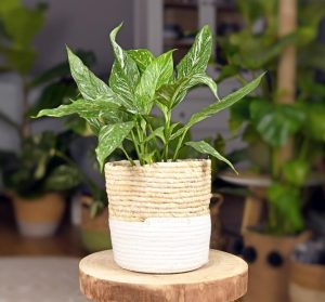 beautiful lush peace lily in a pot basket with green variegated leaves and white flowers