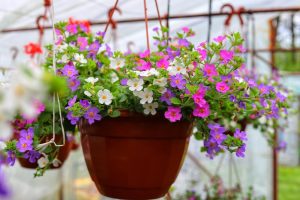 A hanging basket featuring a terracotta pot is filled with a mixed array of vibrant purple, pink, and white flowers, including delicate Bacopa 'Mixed' (Hanging Basket) blooms, creating a stunning display in the greenhouse setting.