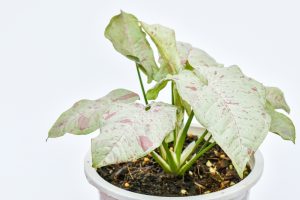 Syngonium 'Neon' 5" Pot with large, white and green speckled leaves against a white background.