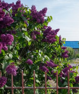 A bush with purple flowers is blooming behind a rusty metal fence, with a blue-roofed building and clear sky in the background.