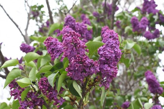 Clusters of vibrant purple Syringa 'Congo' Lilac (Bare Rooted) flowers bloom among green leaves on a Syringa tree branch.