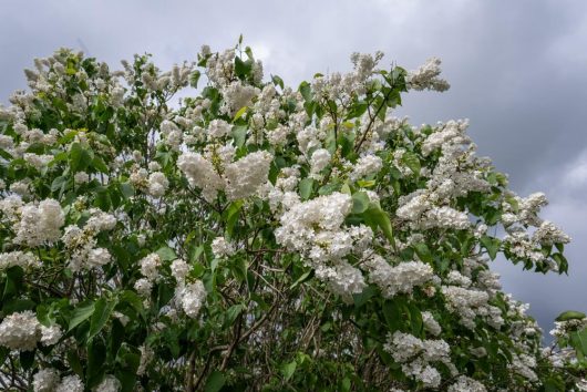 A large bush with clusters of white flowers and green leaves set against a cloudy sky.