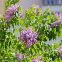 Purple lilac flowers in full bloom on a leafy Syringa 'Congo' Lilac (Bare Rooted) bush, with a blurred background of buildings.