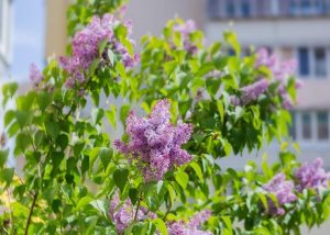 Purple lilac flowers in full bloom on a leafy Syringa 'Congo' Lilac (Bare Rooted) bush, with a blurred background of buildings.