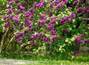A lilac bush with vibrant purple flowers in full bloom, surrounded by green leaves, next to a stone pathway and grass.